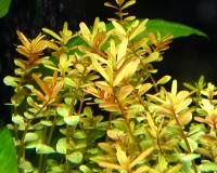 Ротала Красная (пучок)  Rotala sp. Red