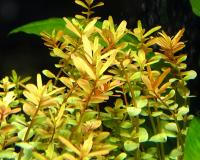 Ротала Красная  Rotala sp. Red