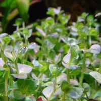 Ротала Зеленая (пучок)  Rotala sp. Green