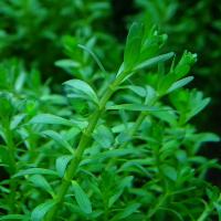 Ротала Наньеншан (пучок)  Rotala sp. Nanjenshan