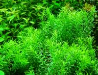 Ротала Наньеншан в горшке  Rotala sp. Nanjenshan
