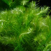 Майака  Mayaca sp.
