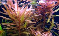 Аммания изящная (5 стеблей)  Ammannia gracilis [Ammannia diffusa Hiern (non Willdenow)]
