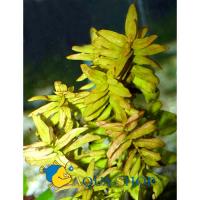Аммания сенегальская  Ammannia senegalensis