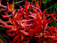 Несея красная (5 штук)  Nesaea spec. Red