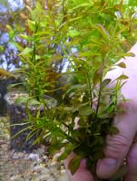 Людвигия дугообразная в горшке  Ludwigia arcuata [L. pedunculosa]