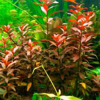 Людвигия железистая  Ludwigia glandulosa [L. cylindrica, L. heterophylla, Jussiaea brachicarpa]