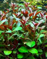 Людвигия железистая (пучок)  Ludwigia glandulosa [L. cylindrica, L. heterophylla, Jussiaea brachicarpa]