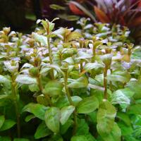 Людвигия гвинейская  Ludwigia guinea