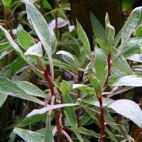 Людвигия белая  Ludwigia sp. White