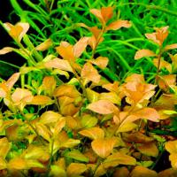 Людвигия овальная  Ludwigia ovalis