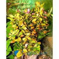 Людвигия болотная  Ludwigia palustris