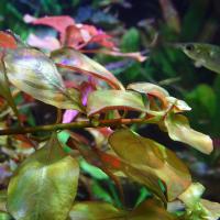 Людвигия болотная (пучок)  Ludwigia palustris