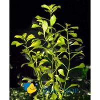 Людвигия болотная зеленая  Ludwigia palustris Green