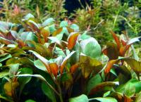 Людвигия перуанская (пучок)  Ludwigia peruensis