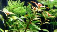 Людвигия ползучая (пучок)  Ludwigia repens [L. natans Ell.]