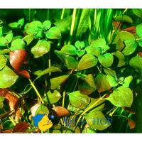 Людвигия ползучая в горшке  Ludwigia repens [L. natans Ell.]