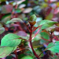 Людвигия Рубин  Ludwigia sp. Rubin