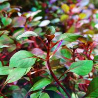 Людвигия Рубин в горшке  Ludwigia sp. Rubin