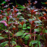 Людвигия Супер Красная в горшке  Ludwigia sp Super Red