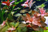 Людвигия ползучая Рубин  Ludwigia repens sp. Rubin