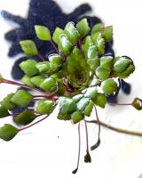 Людвигия очитковая  Ludwigia sedoides (L. sedioides)