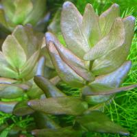Бакопа каролинская  Bacopa caroliniana [B. amplexicaulis]