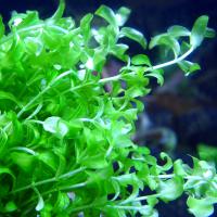 Бакопа каролинская (5 штук)  Bacopa caroliniana [B. amplexicaulis]
