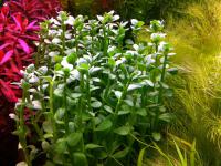 Бакопа Монье (5 стеблей)  Bacopa monnieri