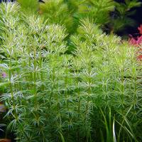 Бакопа перистолистная в горшке  Bacopa myriophylloides