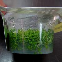 Хемиантус каллитрихоидес меристемный  Hemianthus callitrichoides