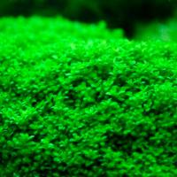 Хемиантус каллитриxоидес в поддоне  Hemianthus callitrichoides
