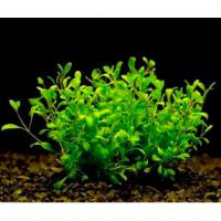 Глоссостигма элатиновидная  Glossostigma elatinoides