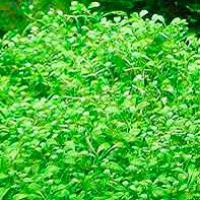 Глоссостигма элатиновидная в поддоне  Glossostigma elatinoides (in pad)