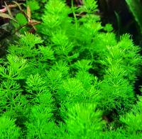 Лимнофила водная (пучок)  Limnophila aquatica [Cyrilla aquatica]