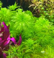Лимнофила сидячецветковая (пучок)  Limnophila sessiliflora