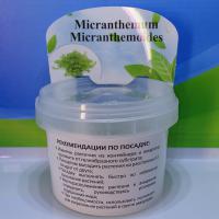 Микрантемум микрантемоидес меристемный M