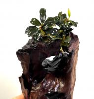 Буцефаландра Кедаганг Круглая  Bucephalandra pygmaea Kedagang Round