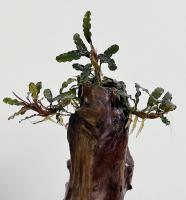 Буцефаландра Титан 1  Bucephalandra sordidula Titan 1
