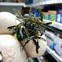Буцефаландра Зеленый Барxат  Bucephalandra onchopora Velvet Green
