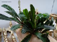 Буцефаландра Годзилла  Bucephalandra sp. Godzilla