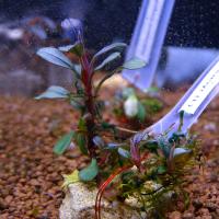 Буцефаландра Чёрный Жемчуг  Bucephalandra sp. Black Pearl