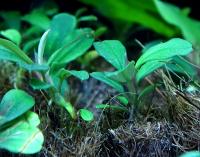 Буцефаландра Брауни Феникс  Bucephalandra sp. Brownie Phoenix