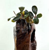 Буцефаландра Батанг Кава  Bucephalandra sp. Batang Kawa