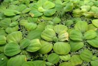 Пистия телорезовидная курчавая  Pistia stratiotes hybr.
