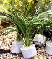 Офиопогон ябуран пестролистный  Ophiopogon jaburan “Variegatus”