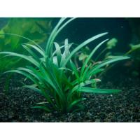 Офиопогон японский  Ophiopogon japonicus