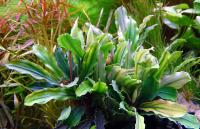 Буцефаландра Кедаганг Зелёная (ветка)  Bucephalandra pygmaea Kedagang Green