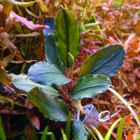 Буцефаландра Радужный Мрамор (ветка)  Bucephalandra motleyana Rainbow Murble