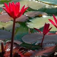 Кувшинка красная  Nymphaea sp. Red